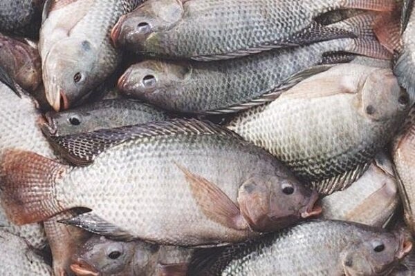 افزایش بیش از ۶۸ درصدی قیمت ماهی نسبت به سال گذشته
