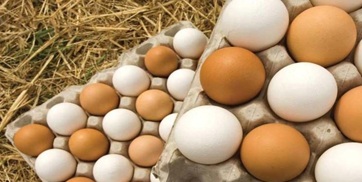 صادرات تخم مرغ غیرخوراکی ممنوع و روغن حیوانی مجاز شد