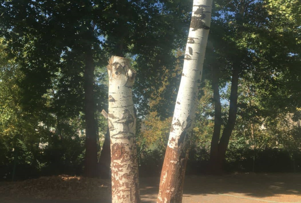 صدا و سیما: ۳۰ درخت در مجموعه ورزشی انقلاب قطع شده است