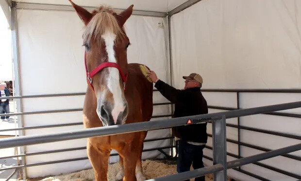 بلندقدترین اسب جهان را دیده اید؟ +عکس