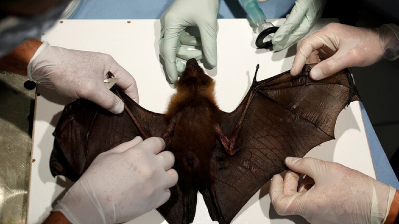 شناسایی گونه‌ ای جدید از ویروس کرونا در خفاش‌ های انگلیسی