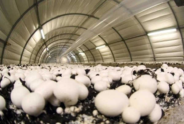  تولیدکنندگان کمپوست قارچ خوراکی از پرداخت مالیات معاف شدند