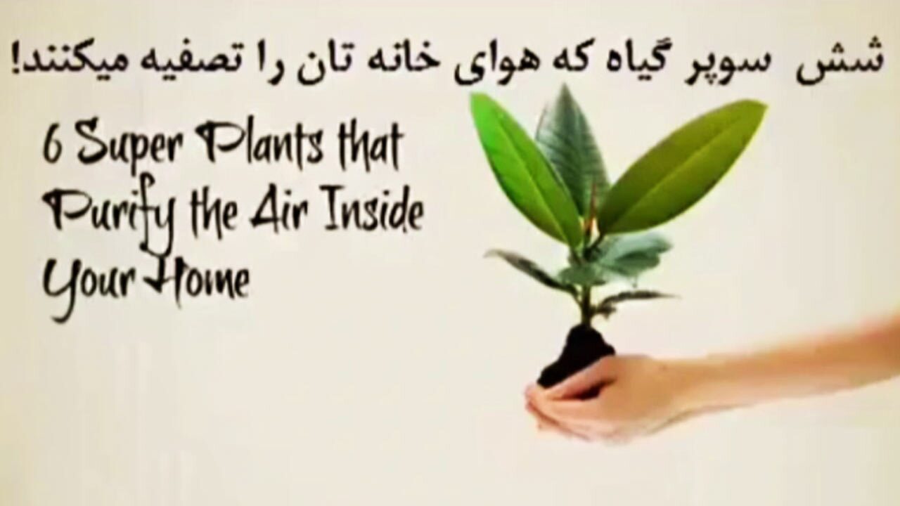 ۶ گیاه آپارتمانی که هوای خانه را تصفیه می‌کنند! + فیلم