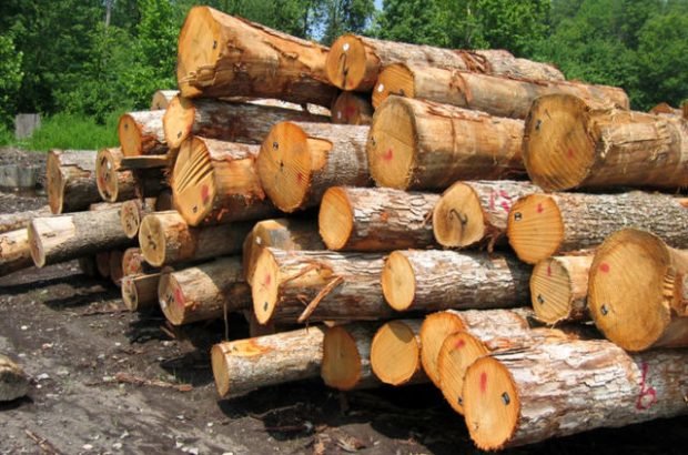 کشف ۲.۵تن چوب قاچاق در جنوب غرب پایتخت