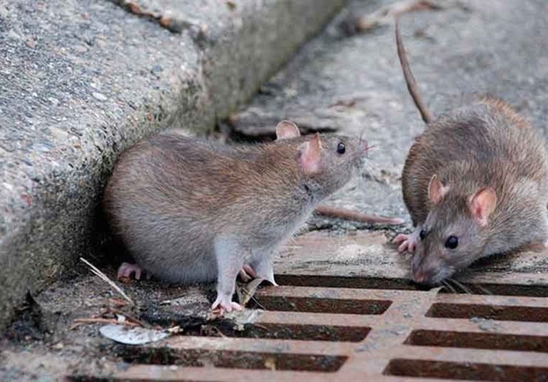ماجرای موش های درختی تهران چه بود؟