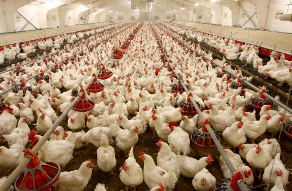 کاهش قیمت مرغ در راه است؟ / پیش بینی قیمت در روزهای باقی مانده نوروز و ماه رمضان