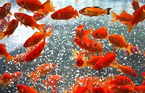 چی کار کنیم که ماهی قرمز عید بیشتر عمر کنه؟