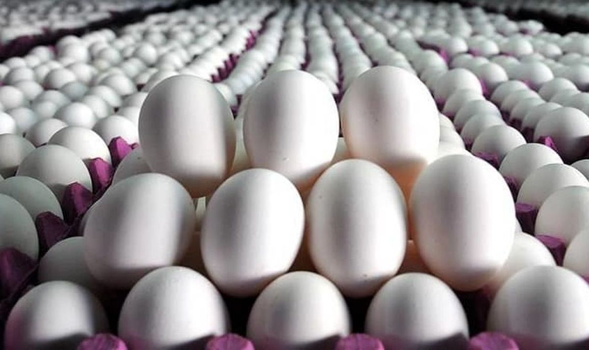 قیمت تخم مرغ در میادین کاهش یافت
