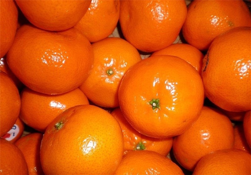 نوبرانه‌های سمی، مراقب نارنگی‌های نارنجی باشید!/ برداشت نارنگی تا ابتدای مهر ممنوع شد