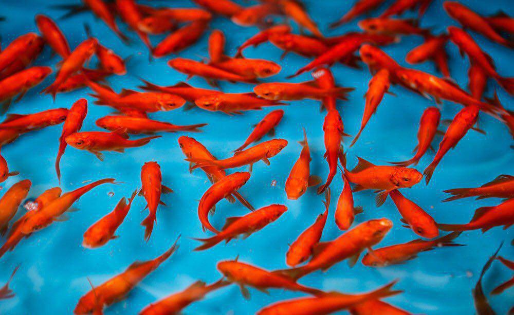 توصیه هایی حیاتی درباره خرید ماهی قرمز