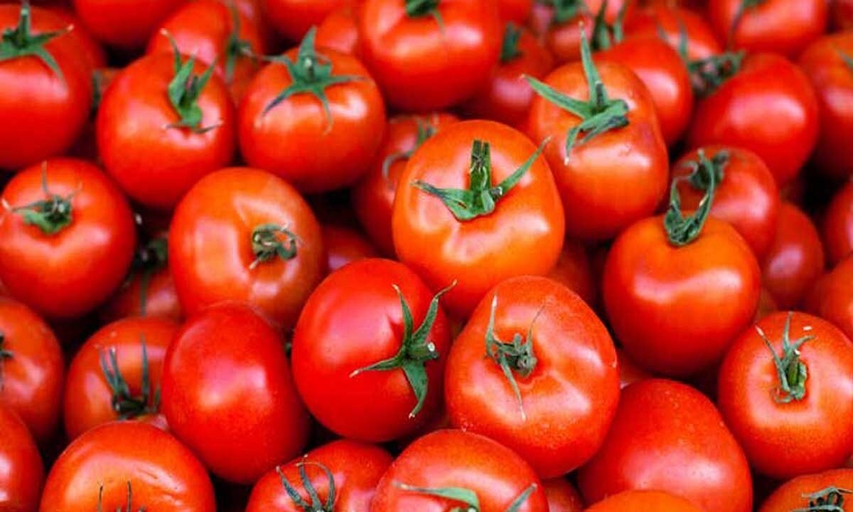 نوسان ۲۳۰ درصدی قیمت گوجه فرنگی در سال جاری