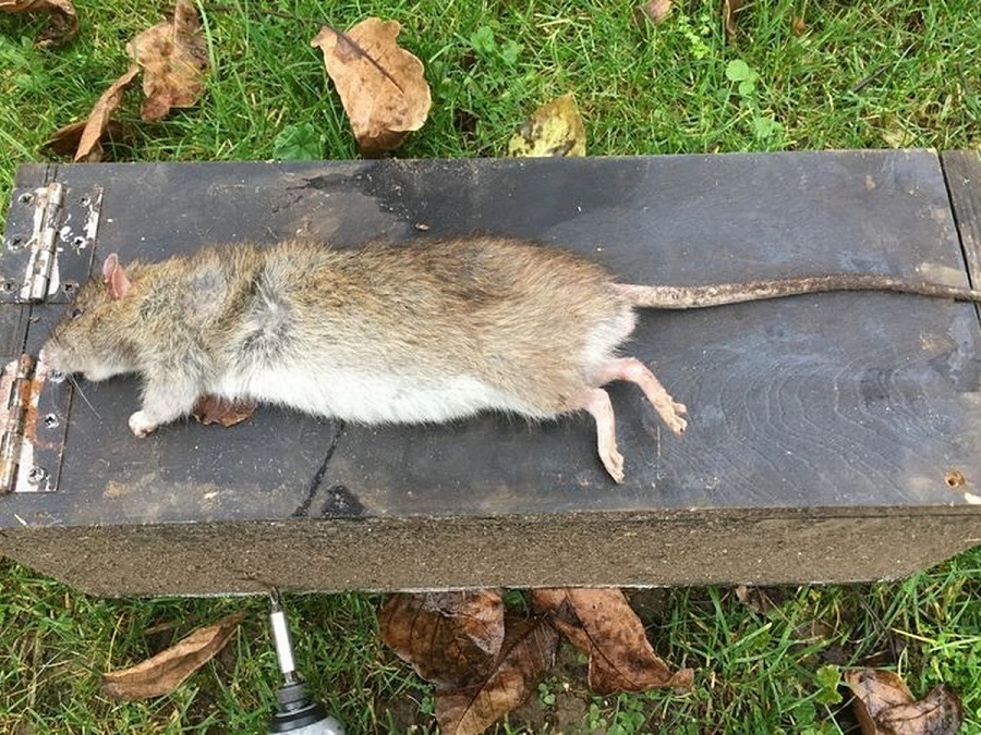 خطر موش ها انگلستان را تهدید می کند! + عکس