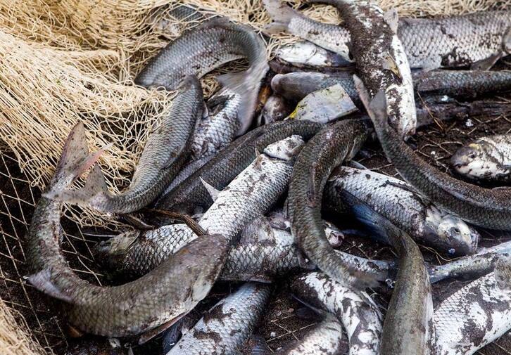 کاهش ۳۰درصدی قیمت ماهی