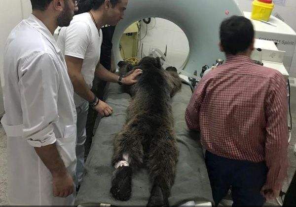 توله خرس دیده شده در زیارت گرگان تلف شد