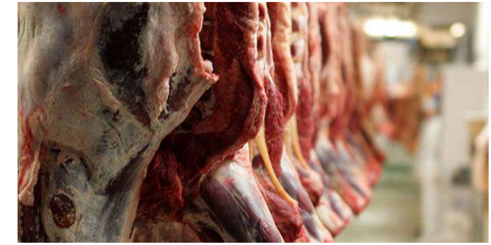 طرح‌‌ تولید قراردادی گوشت قرمز اجرا می شود
