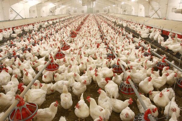  هشدار خطر خروج بخش عظیمی از مرغداران از چرخه تولید