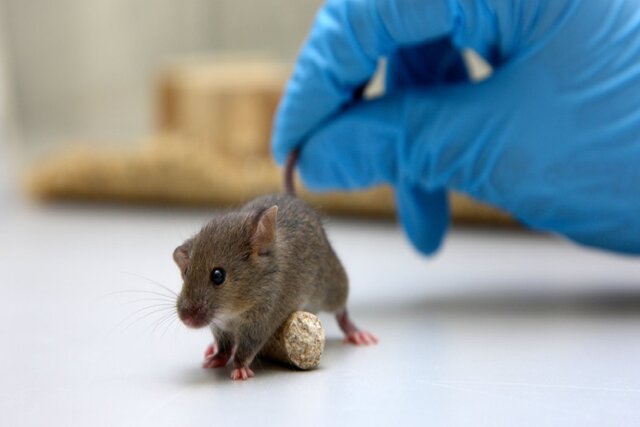 کرونا موش ها را آلوده می کند