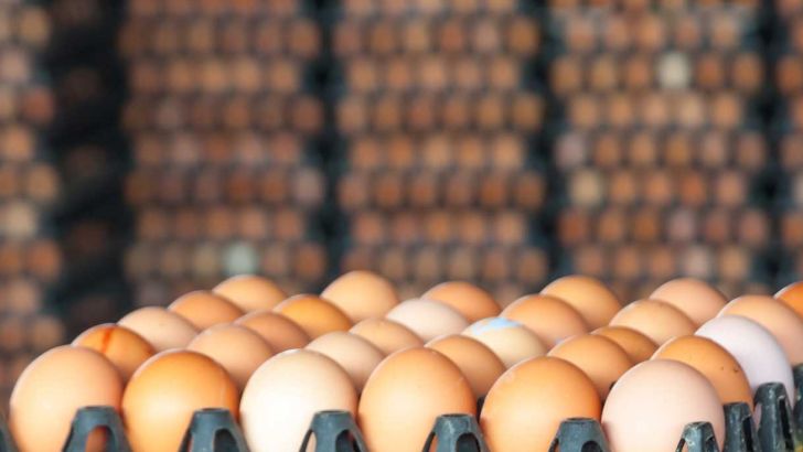 صادرات تخم مرغ یک‌شبه ممنوع شد!/ خطر فساد ۶۰ تریلی تخم مرغ مانده در مرز