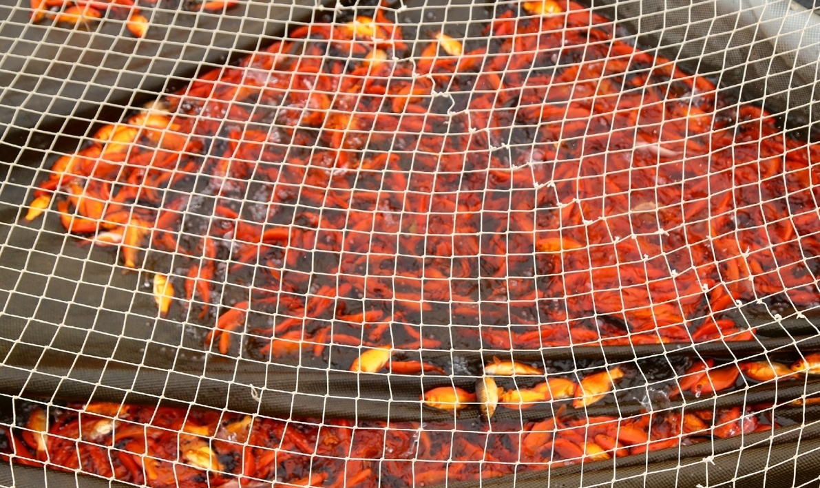 استخر پرورش ماهی قرمز  + عکس