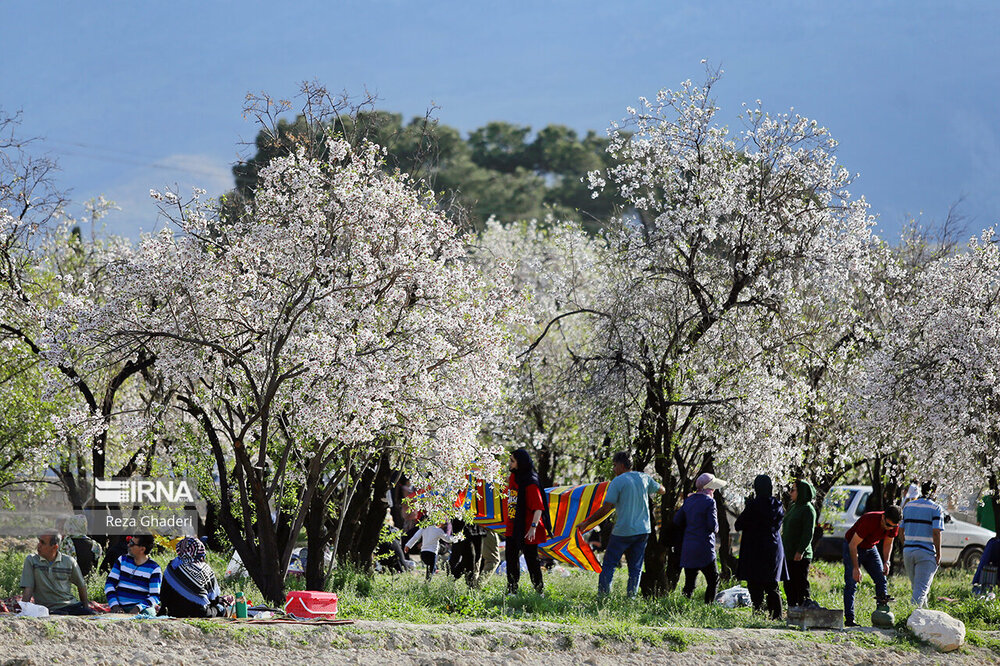  شکوفه های بهاری درختان در کنار دریاچه مهارلو + عکس