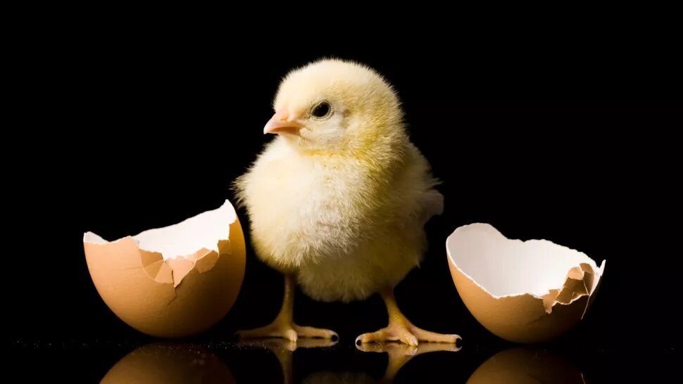 حل یک پرسش تاریخی بشری؛ اول مرغ بوده یا تخم مرغ؟
