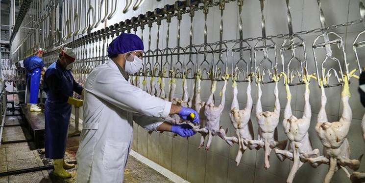 چه کسانی مقصر کاهش مرغ‌‌ِ مراکز توزیع دولتی هستند؟