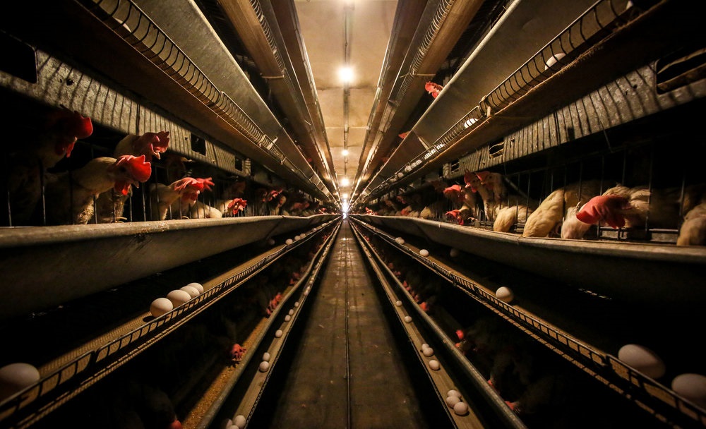 زیان تولید هر کیلو تخم مرغ به ۲۳ هزار تومان هم می رسد / صنعت مرغ تخمگذار دست به دامان قوه قضایی شد