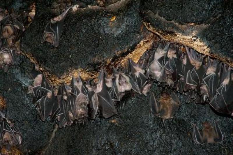 سوداگران «خفاش ها» آفت را به جان کشاورزان انداختند