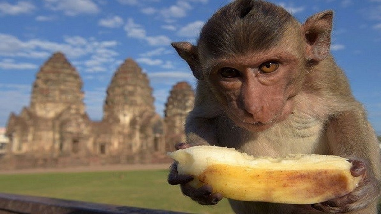 میمون عجیبی که خودش حیوان خانگی دارد! + فیلم