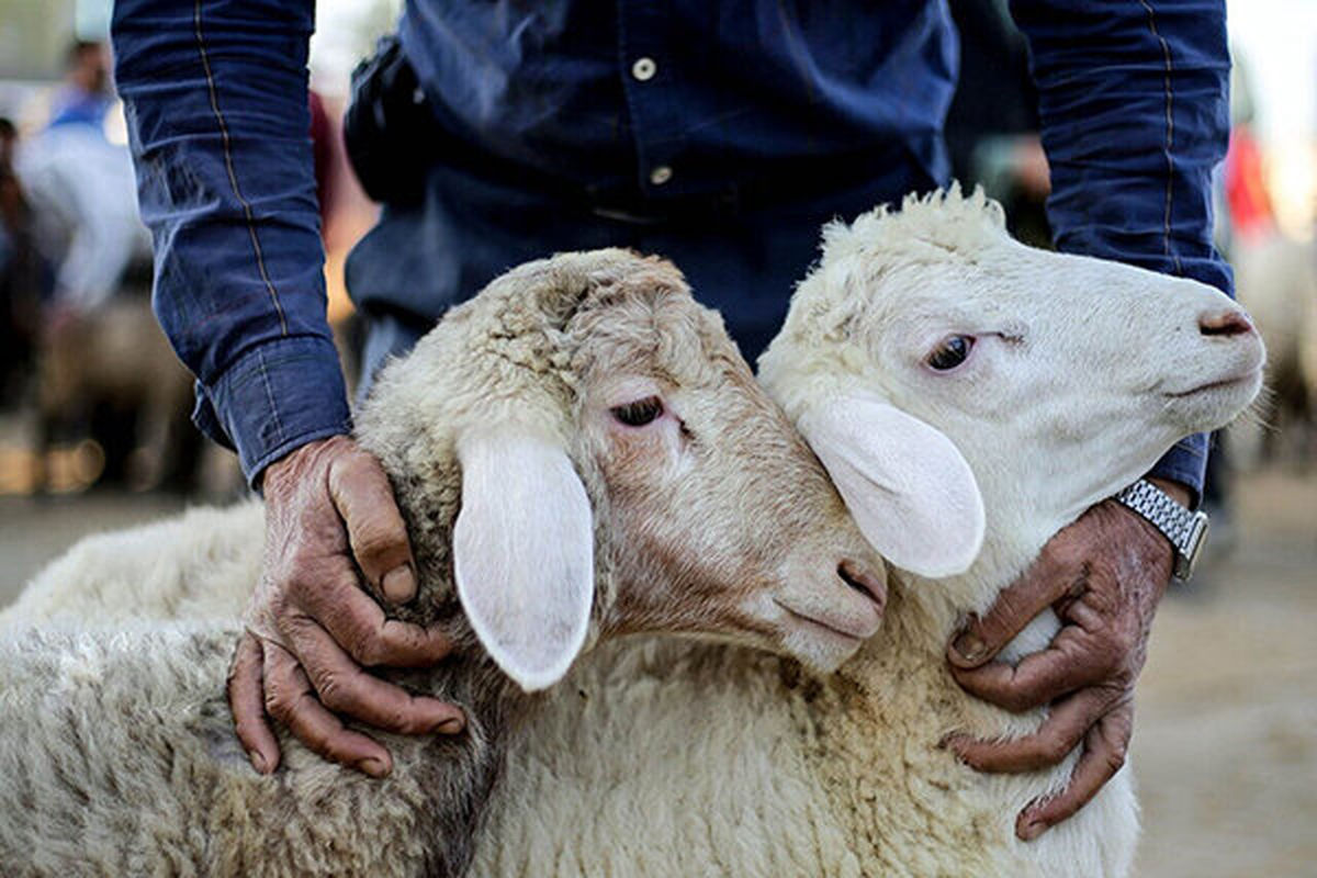 فرار گوسفند در روز عید قربان از دست قصاب + فیلم