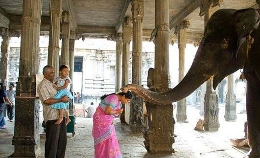  مراسم عجیب و غریب فیل پرستی در هند!