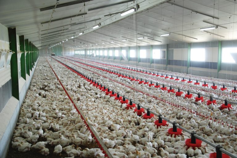 قیمت تمام شده تولید هر کیلوگرم مرغ بیش از ۵۰ هزار تومان است/ فاصله ۱۰ هزار تومانی قیمت تمام شده تولید و قیمت مصوب خرید مرغ