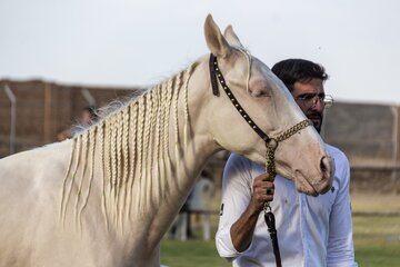 مسابقات ملی زیبایی اسب ترکمن +عکس