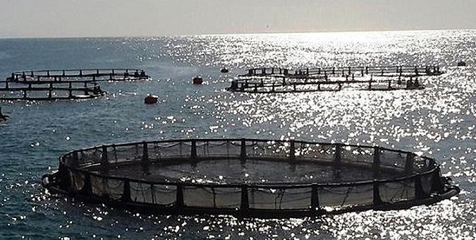 سازمان آب و برق خوزستان با تصمیم‌های سلیقه‌ای روند توسعه را قفل کرده است/ پرورش ماهی در قفس هیچ مشکل زیست محیطی ایجاد نخواهد کرد