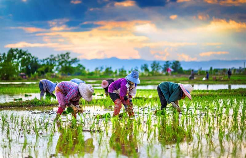 کاشت برنج در گلستان توجیه اقتصادی ندارد