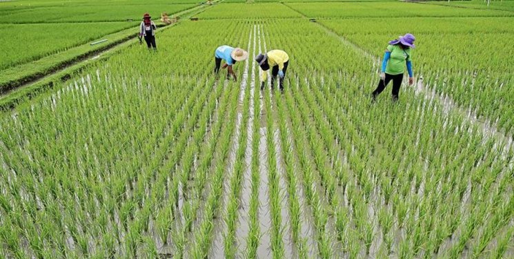 شاخص مکانیزاسیون زراعت برنج کشور به ۸۰درصد رسید