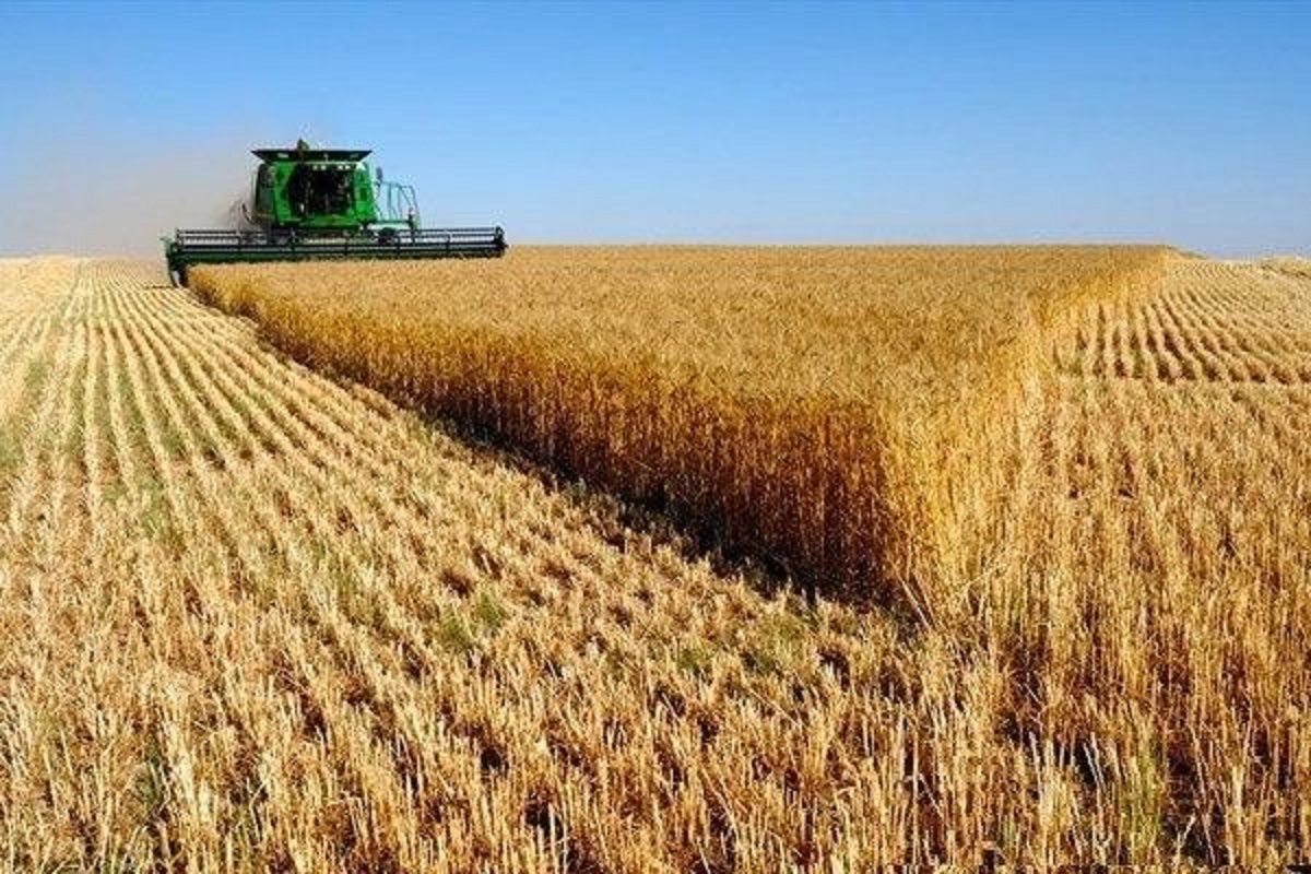 افزایش قیمت خوراک دام و گندم در بازارهای جهانی