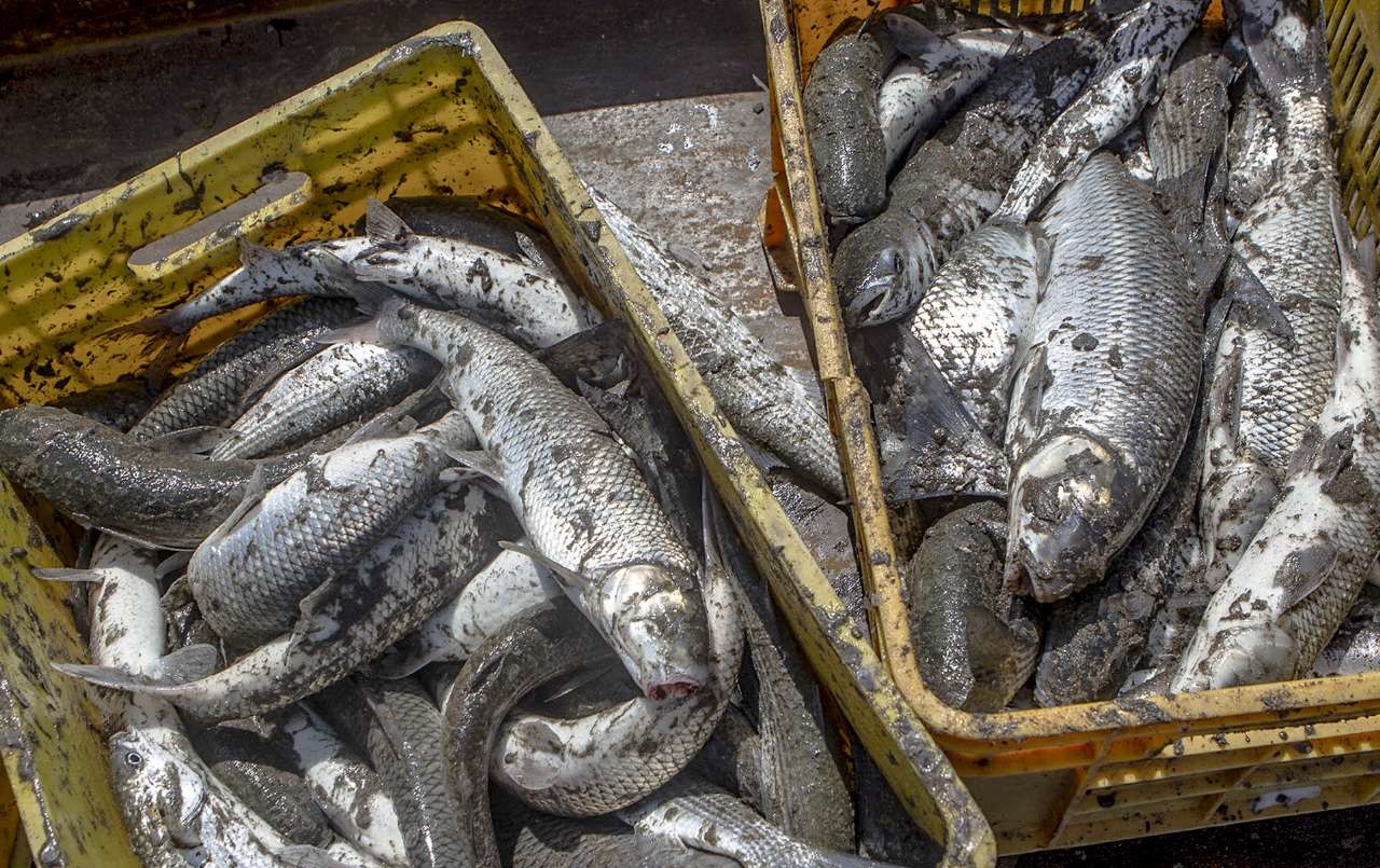 گرانی و کاهش 50درصدی تقاضای ماهی