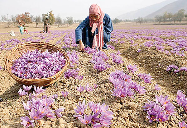 بیش از ۷۰ درصد کشاورزان زعفران کار خرده مالک‌ هستند
