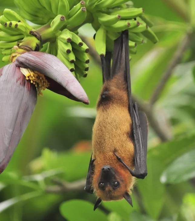 تصاویری شگفت انگیز از دنیای خفاش ها!