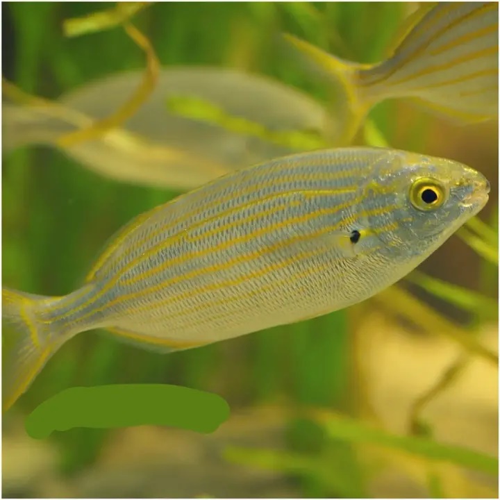 این ماهی عجیب باعث ایجاد توهم شدید در انسان می شود! +عکس