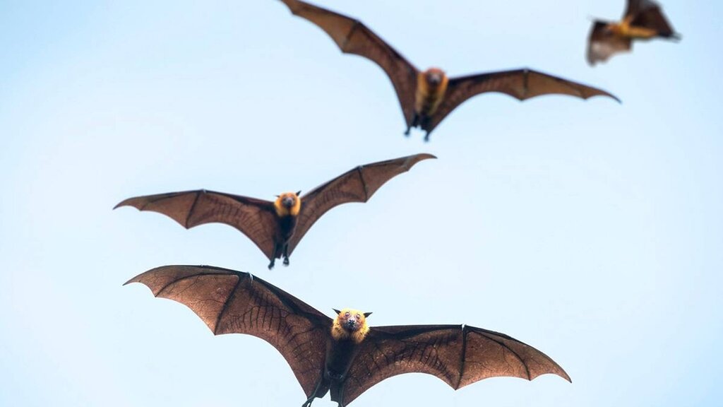 ماجرای حضور گسترده خفاش ها در برخی مناطق تهران / این خفاش ها خطرناک هستند؟