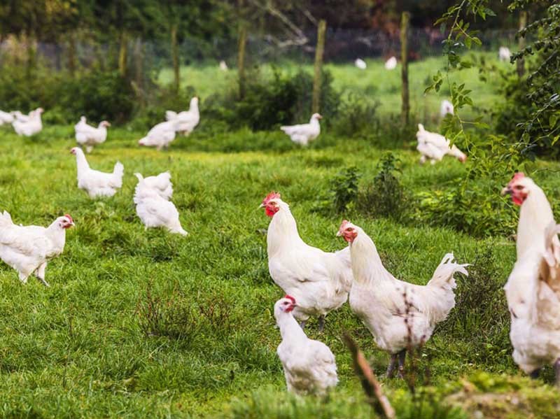 آیا نگهداری از مرغ در روستا سود آور است ؟