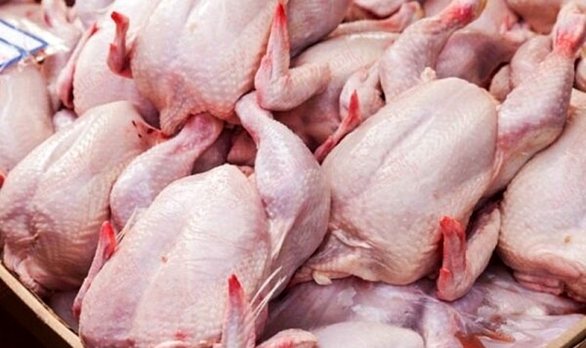  قیمت مرغ کاهش پیدا می کند؟