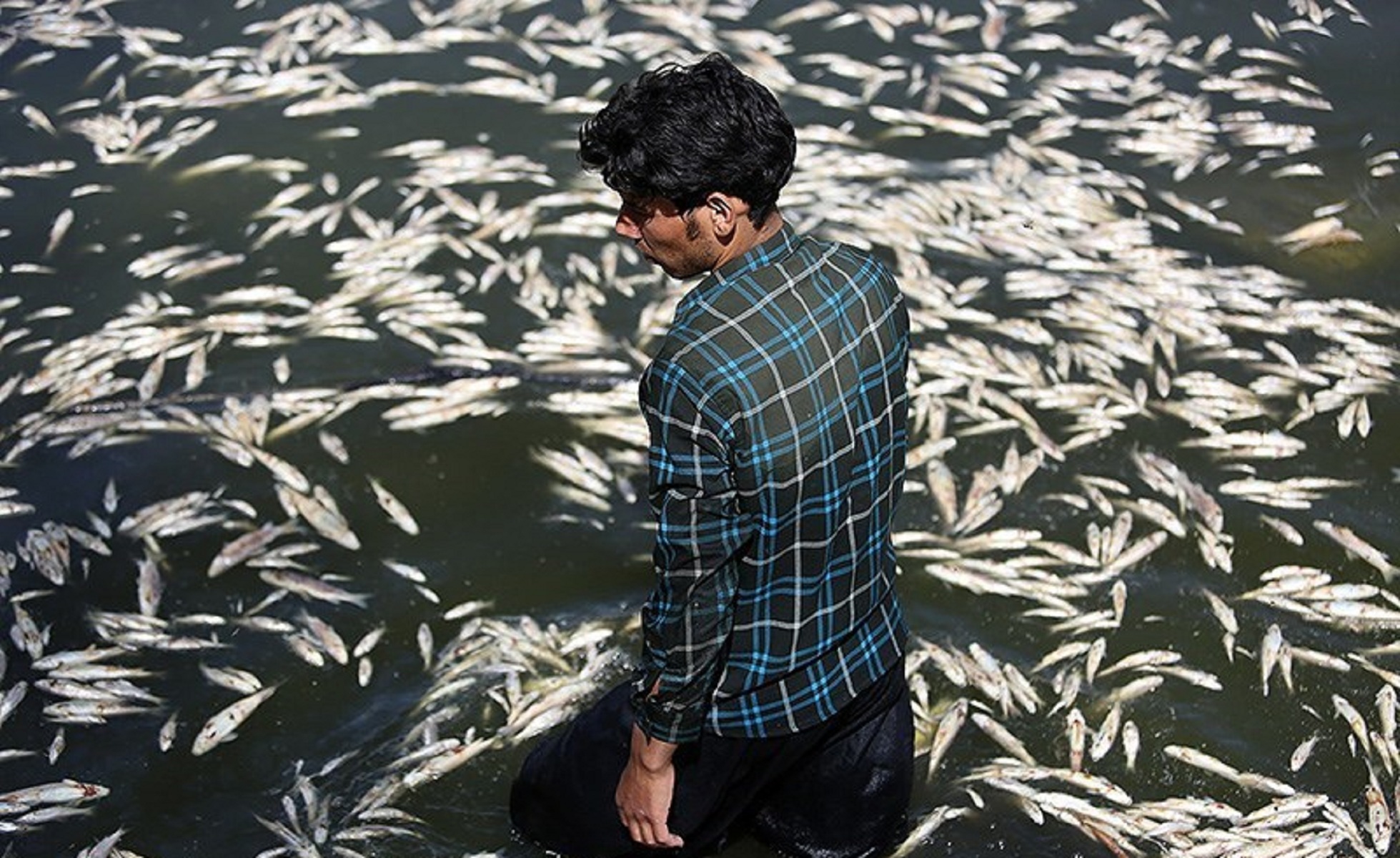 مرگ هزاران ماهی در زاینده رود اصفهان + عکس