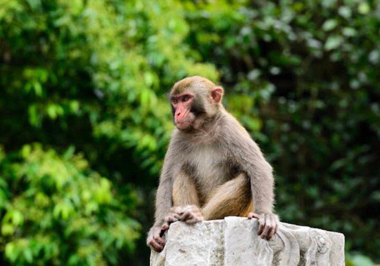 رهاسازی میمون در جنگل های شمال صحت دارد؟ + عکس