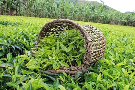 اتفاق نگران کننده در تجارت چای/ صادرات چای با قیمت یک دلار، واردات با بیش از ۵ دلار!