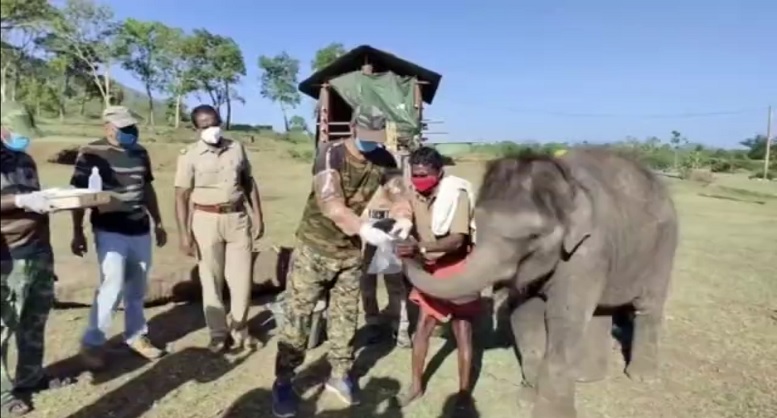 تست کرونا از فیل ها در هند + فیلم