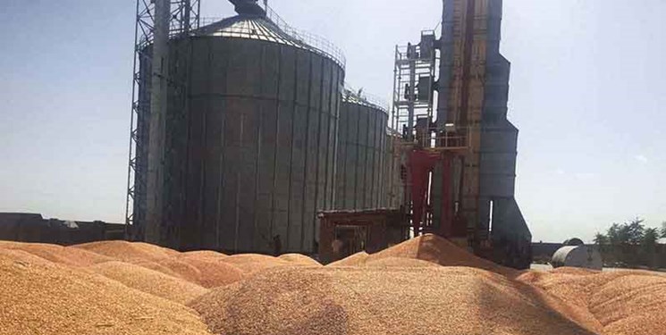 روسیه بزرگترین صادرکننده گندم در جهان شد