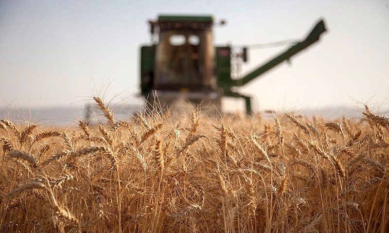 رتبه سیزدهم ایران در تولید گندم در سال ۲۰۲۲ 